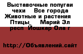 Выставочные попугаи чехи  - Все города Животные и растения » Птицы   . Марий Эл респ.,Йошкар-Ола г.